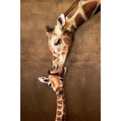 Malování podle čísel žirafy...