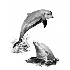 Malování SKICOVACÍMI TUŽKAMI-Delfíni MM