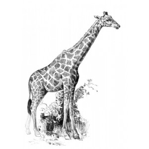 Malování SKICOVACÍMI TUŽKAMI-Žirafa