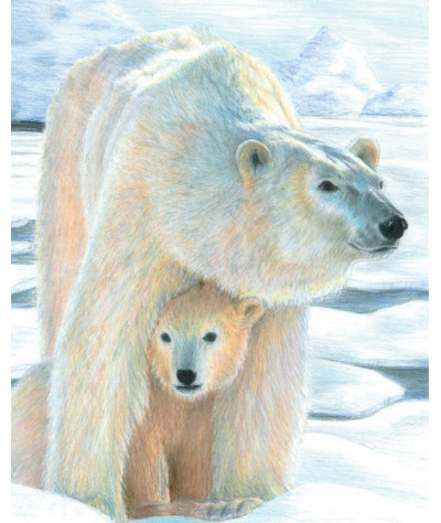 Malování podle čísel PASTELKAMI - Lední medvěd